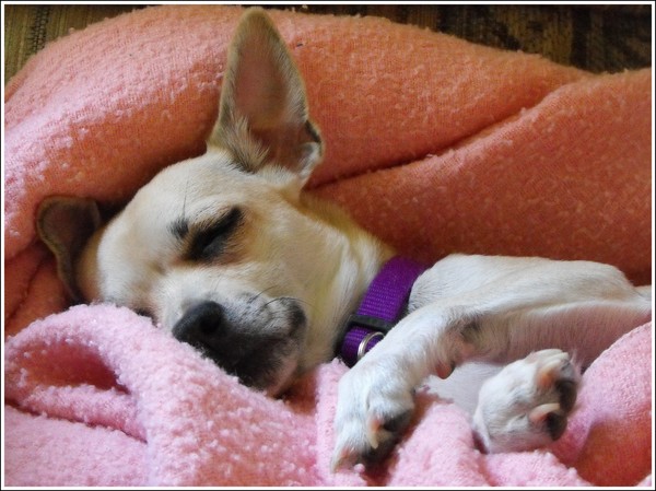 Sleeping Beauty