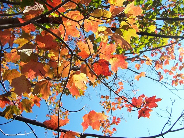 Autumn