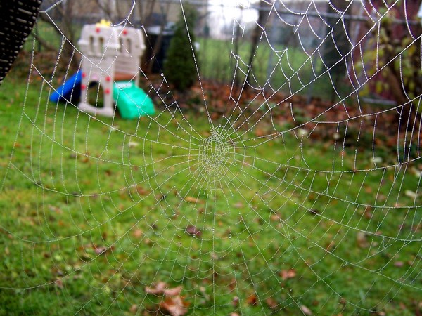 The Web