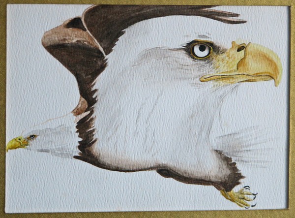 Eagle card