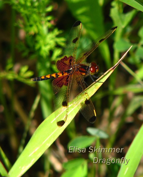 Dragonfly