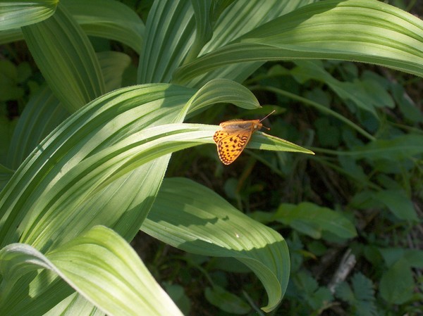 Butterfly or Moth?