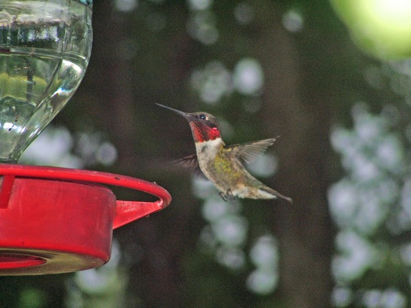 ruby throated hummer male