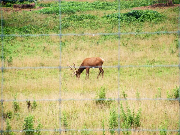 Elk