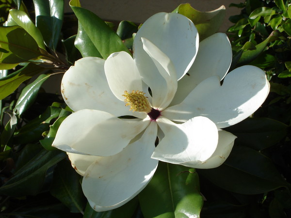 sweet magnolia 2