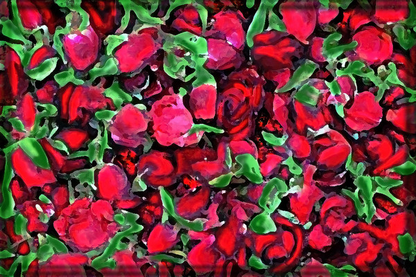 VALENTINE ROSES