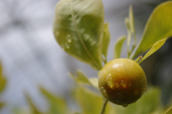 Kumquat