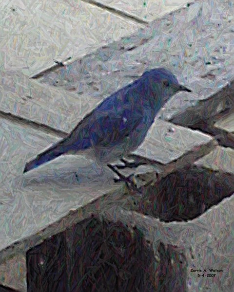 Blue Bird