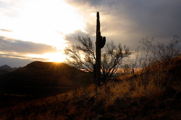 cactus sun
