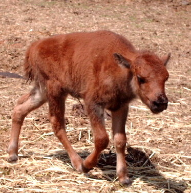 warbonnett's Baby