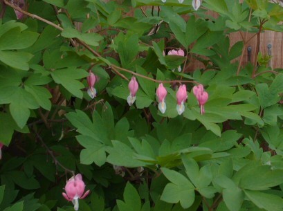 Bleeding Hearts