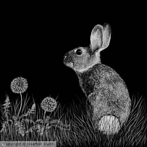 Cottontail