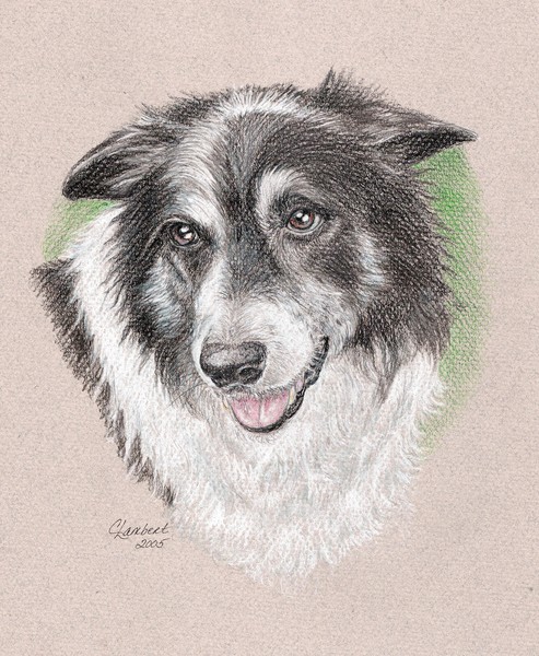 Shep