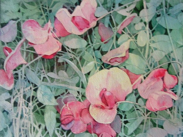 Sweet Peas