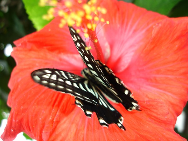 Butterfly on a Hibiscus