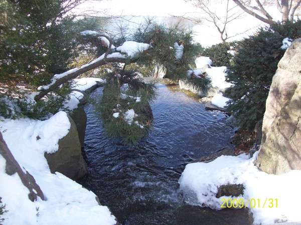 Winter Beauty