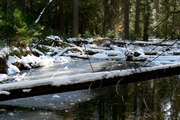 Frosted Merced