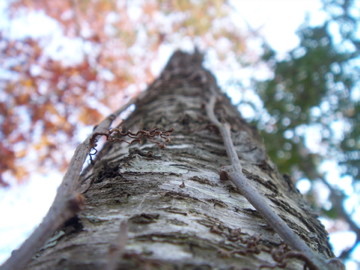 Little Twig
