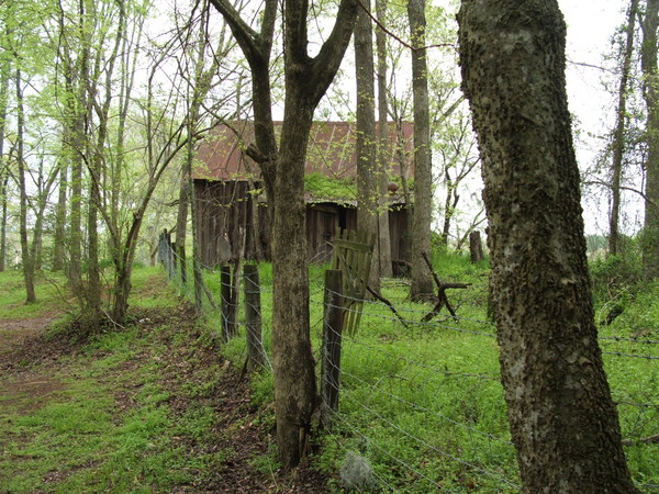 INTO THE WOODS