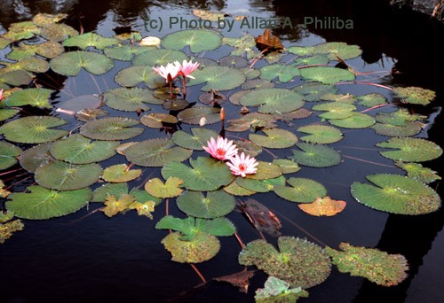 Water Lillies
