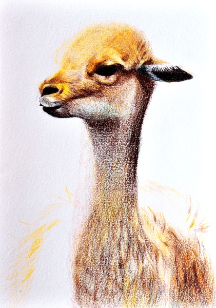 Lama