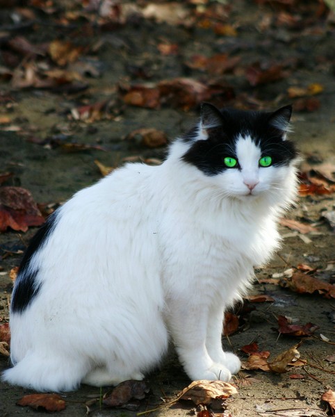 The Green Eyed Monster is Really a Pussy Cat.
