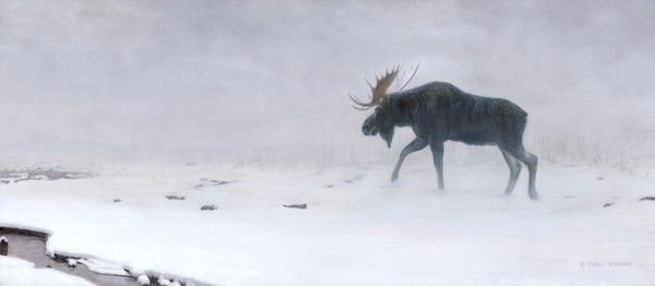 Algonquin Moose