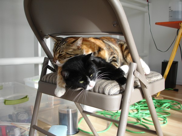 The Cat Team Relaxed Again