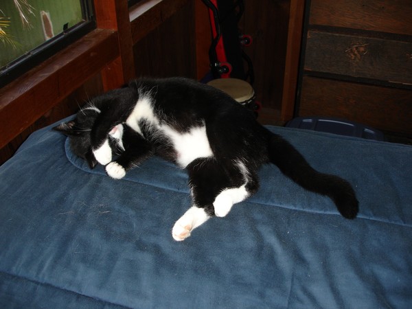 YinYang Baby Napping