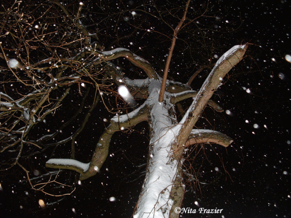 Snow Tree