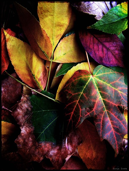 Autumn Colours