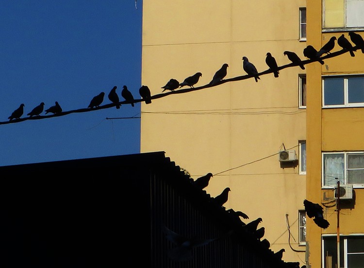 congregation