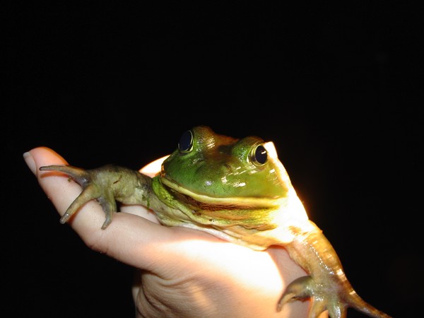 Bullfrog Hunt - 2