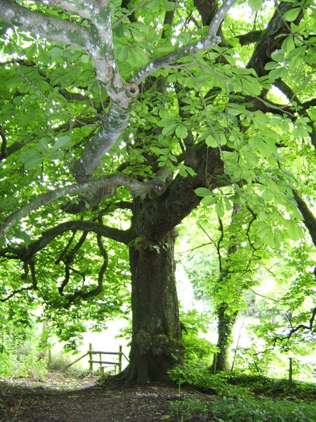 Shade of the tree