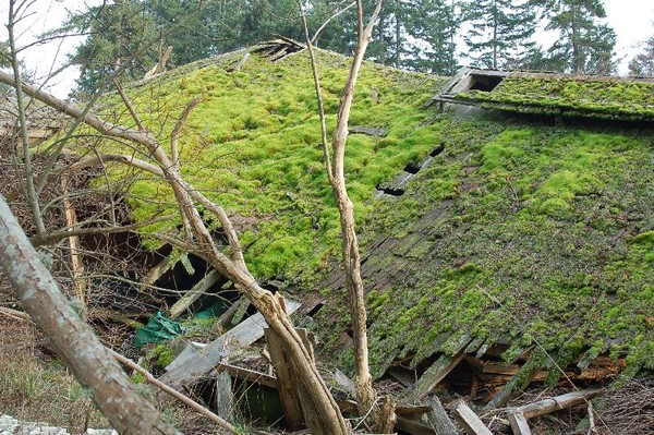 moss carpet