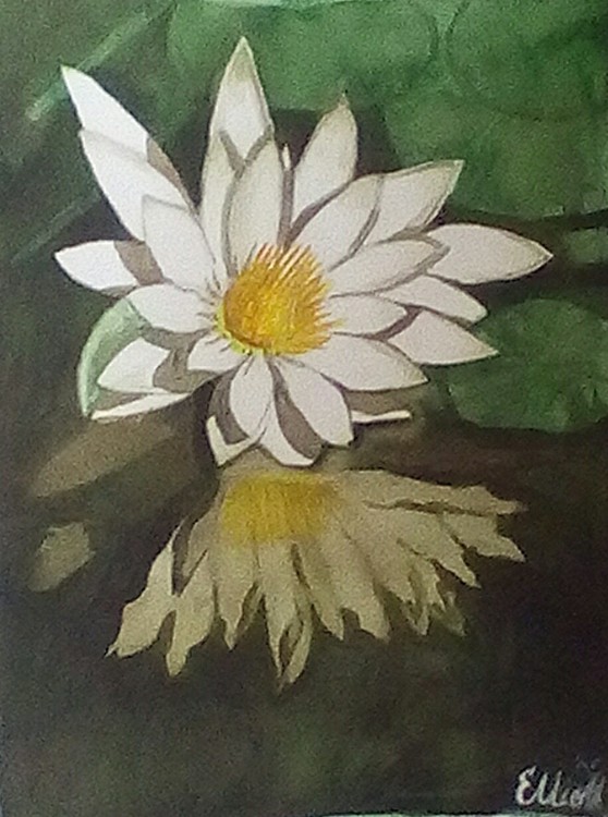 Water Lilly Reflextion