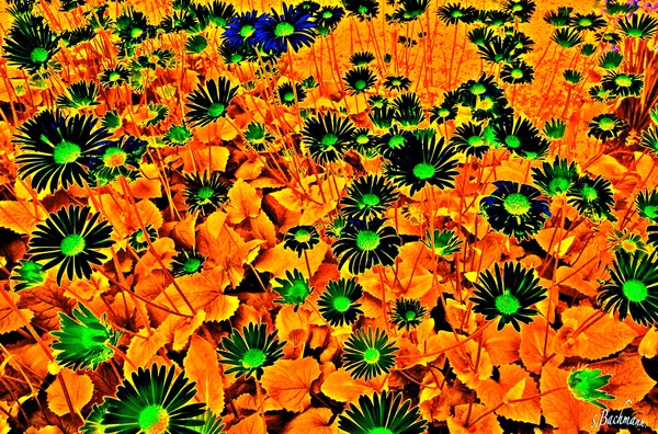  Orange and green !