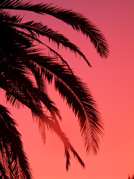 Tropical Dusk