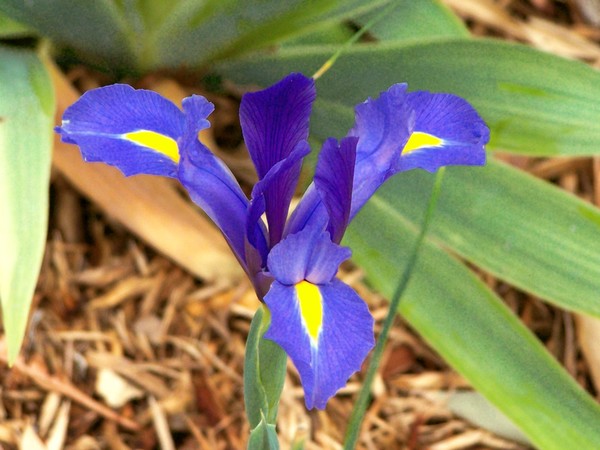 Blue Iris
