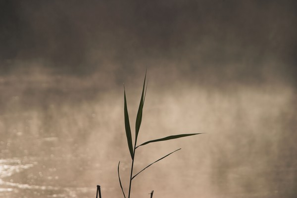 morning_mist