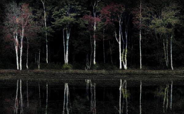 white birches