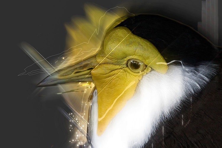 Bird, Vogel
