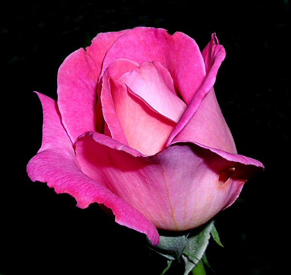 Pink~4