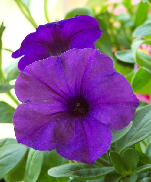 Purple Petunia's