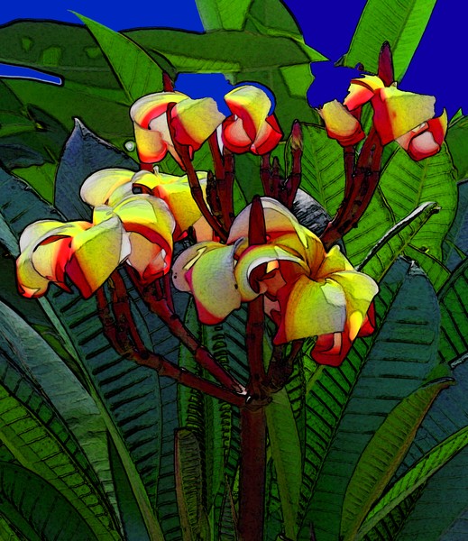 Plumeria 2