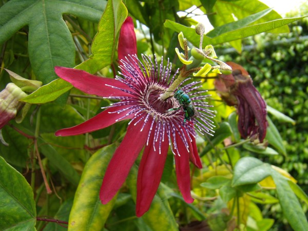     Passion flower green fly