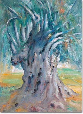 Thousand-year-old Olive tree