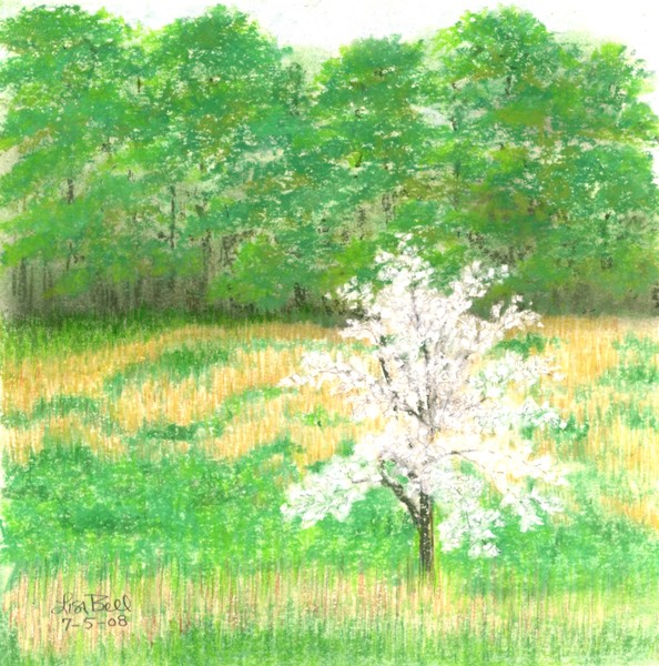 Studio Windows-7-5-08 Dogwood