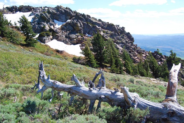 Scout Mountain Meadow