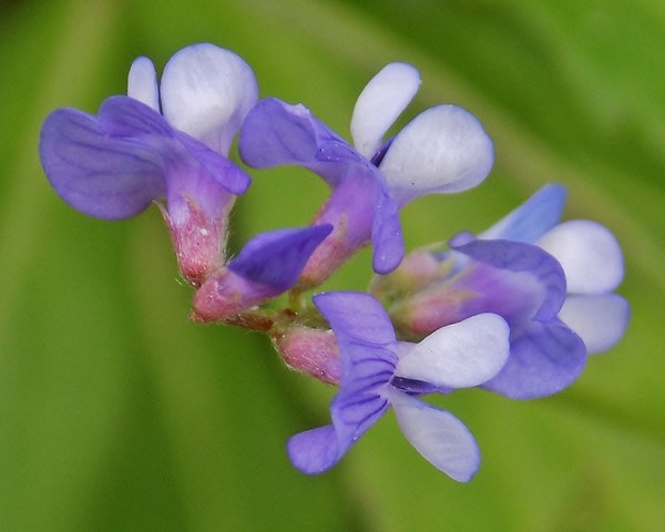 Texas Wildflowers #5